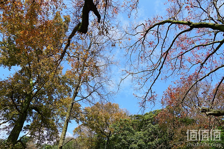 Sony 索尼 E 18-135mm F3.5-5.6 OSS 微单镜头开箱