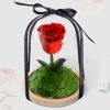 JoyFlower进口永生花 小王子