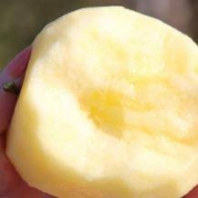 YdEg 红富士苹果 5斤装