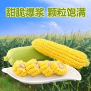 广东湛江 爆浆水果玉米4斤*2件