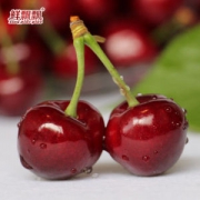 最纯正的樱桃品种 鲜飘飘 烟台车厘子 2.5斤装 直径26mm