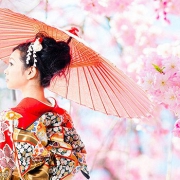 花见日本，“樱”你而美！