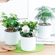 陶冶情操~水培绿植 室内 绿植花卉