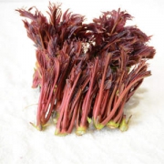 头茬红香椿芽 800g 一年就这几天吃得到