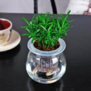 室内水培植物盆栽