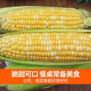 云南 水果玉米 新鲜甜心营养玉米 *2件 共8斤