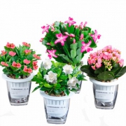 一宅一花 室内水培植物盆栽（玻璃瓶）