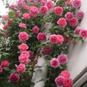 天时双喜 欧月庭院爬藤植物月季花苗