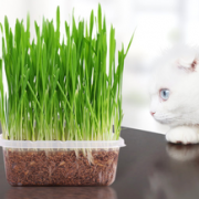 铲屎官必备！猫草种子薄 小麦种植套装5.8包邮
