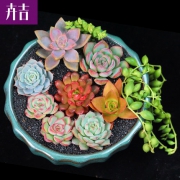 卉吉 多肉植物套餐 多肉*10+彩色方盆*10+营养土3包+多菌灵