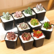 多肉植物植物新手套餐10盆 送盆送土送铺面石