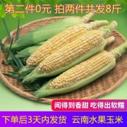 乡村公社 云南水果玉米 8斤（拍2件）