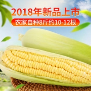 广东湛江 爆浆水果玉米4斤*2件