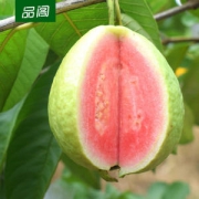 品阁 红心芭乐番石榴 5斤