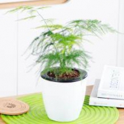 一宅一花 水培植物盆 多款可选
