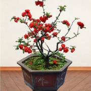 包活包开花！日本海棠苗 贴梗海棠 盆栽海棠花树苗盆景