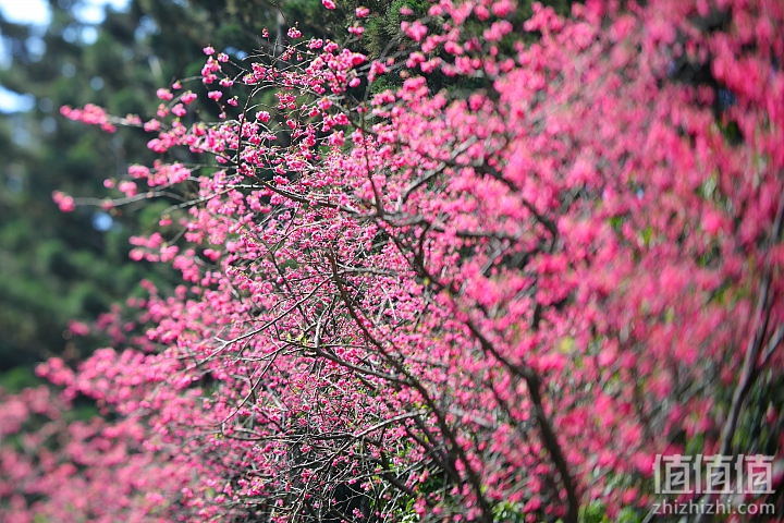 Canon 佳能 TS-E 135mm f/4L Macro 移轴镜头评测