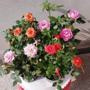 花语传情 玫瑰花苗盆栽（含盆+花苗+生根粉+肥料 ）