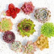 CHUN FANG 多肉植物组合 11颗 不含盆