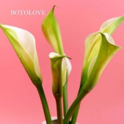 BOTO LOVE 马蹄莲5支带瓶插花