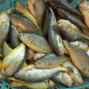 官井一号 宁德深海大黄鱼 2条装 1Kg