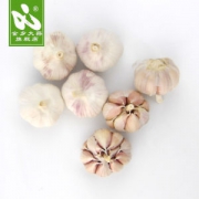 金乡 紫皮大蒜 5斤装