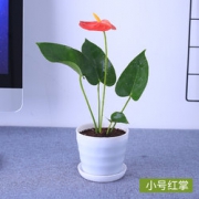 端文 四季小盆栽植物   不含盆