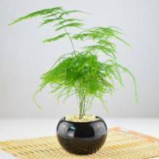 韵沃 办公室经典盆栽 文竹