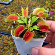 雾里看花 食人花捕蝇草盆栽0.5-1cm