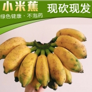 新鲜水果 广西小米蕉 9斤 现砍现发