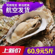 苏子富春 新鲜带壳大连生蚝5斤 约30个