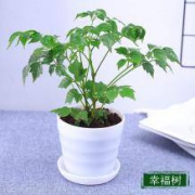 端文 绿植花卉盆栽 幸福树