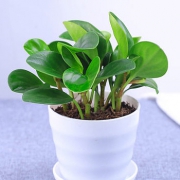 端文 绿植花卉盆栽