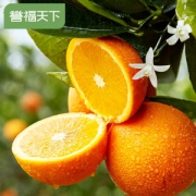 愚夫鲜生 湖北秭归 4斤装