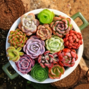 多肉植物盆栽组合10个 送1600ML营养土
