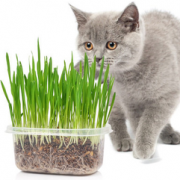 kimpets 猫草吐毛球猫薄荷种植套装