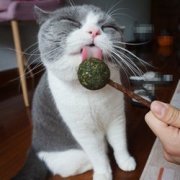 宠物猫咪薄荷球+木天蓼棒棒糖