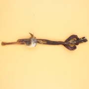 整枝鹿鞭 75g