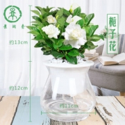 景润赉 自吸水 盆栽 含花瓶 多款可选