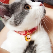 碧净 猫咪项圈带铃铛项链