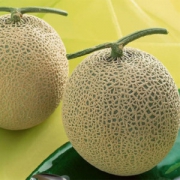 山东海阳网纹瓜 甜瓜 5斤