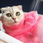 pvy 猫咪洗猫袋 送洗澡手套 6.9元包邮（需用券）