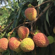 皆美 海南妃子笑新鲜荔枝 5斤