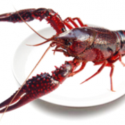 PLUS会员： 皇港世家 鲜活盱眙清水小龙虾 1kg（4-6钱/只） 59.9元，可199-50