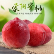 预售 曾子山 山东蒙阴水蜜桃 5斤装 6月中旬发货
