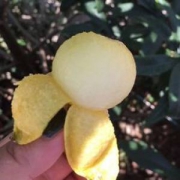 森鲜维 超甜苏州东山白玉枇杷 5斤