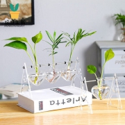 笙箫默 北欧创意水培绿萝玻璃摆件植物