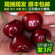 山东烟台 美早大樱桃 3斤装