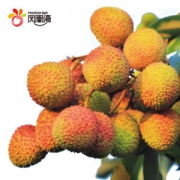 凤凰湾 海口火山荔枝 妃子笑荔枝  5斤 约100-110颗 现摘先发