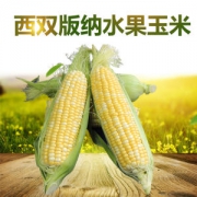 吊儿郎当 云南水果玉米 9斤